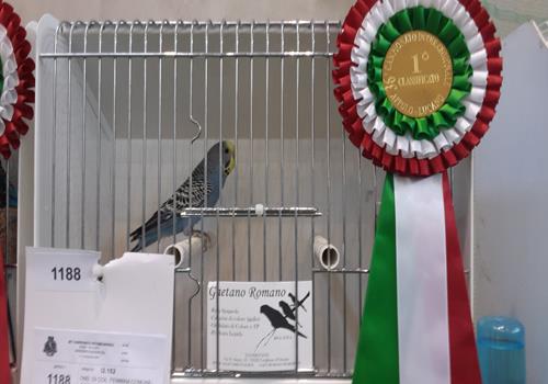 36° Campionato Interregionale di ornitologia Puglia e Basilicata